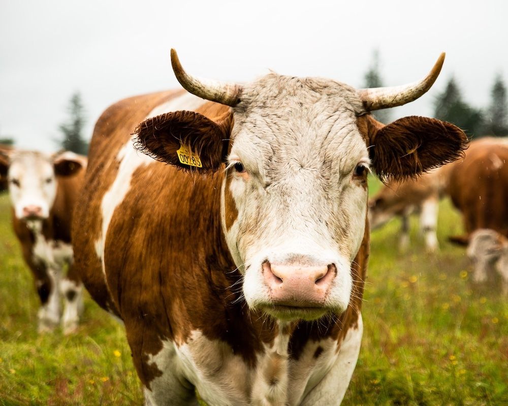 Køb biodynamisk oksekød