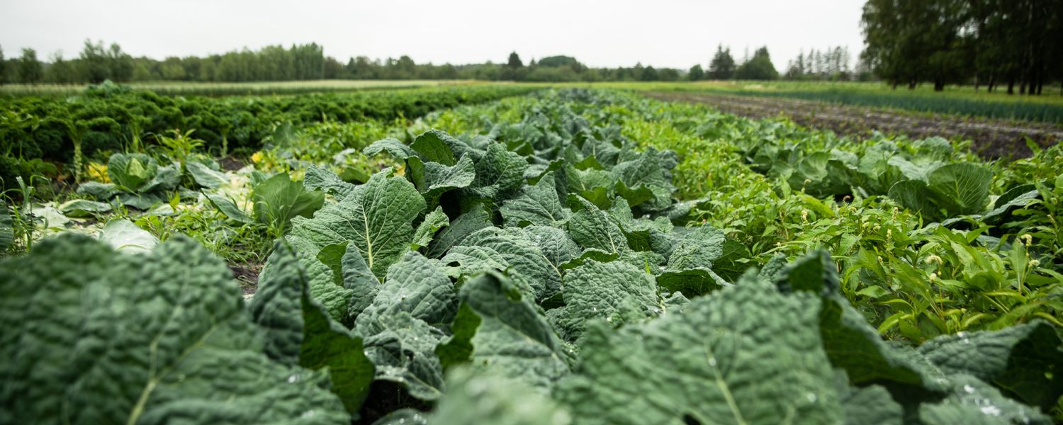 Køb friske biodynamiske varer til levering eller afhentning