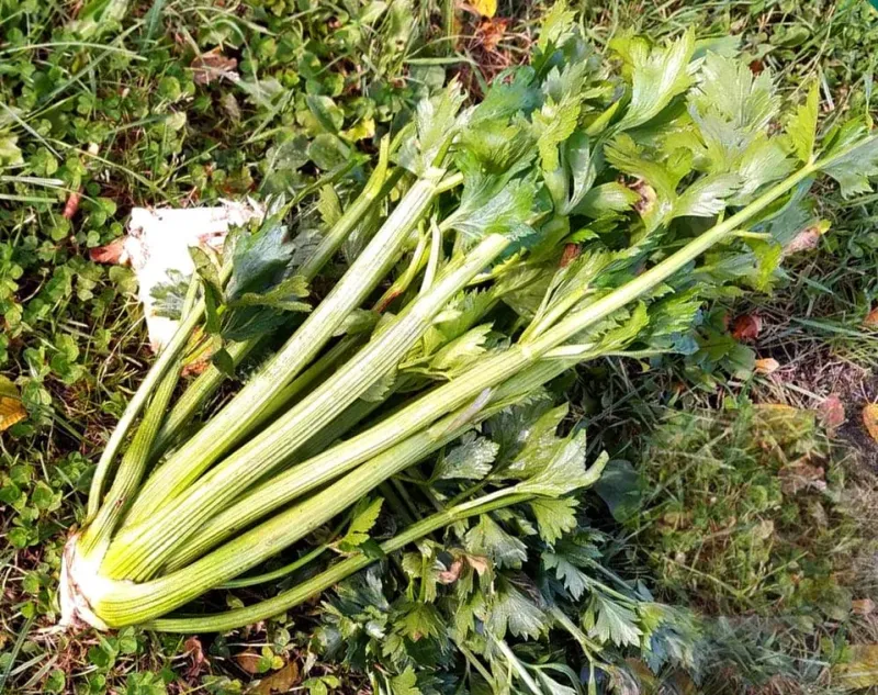 Bladselleri