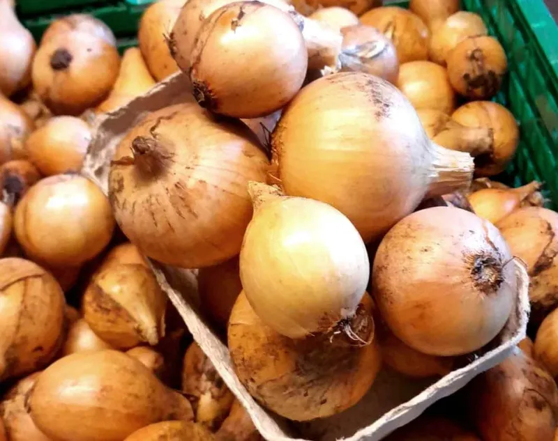Løg, Sturon 1kg