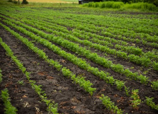 Frugtbar jord og kompost i biodynamisk dyrkning