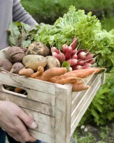 Biodynamiske grøntsager dyrket hos Højbo i Brande